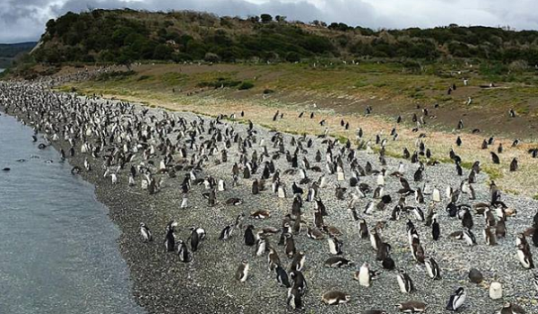 Ilha Martillo Pinguinera